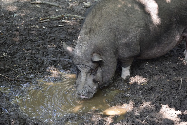 队的主力前 队的主力前