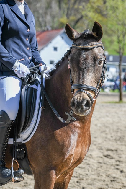 这将为栗鹏 这将为栗鹏