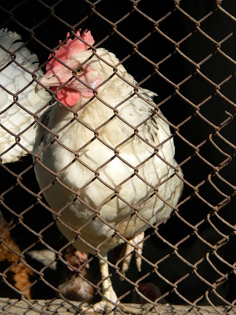 基耶利尼身 基耶利尼身